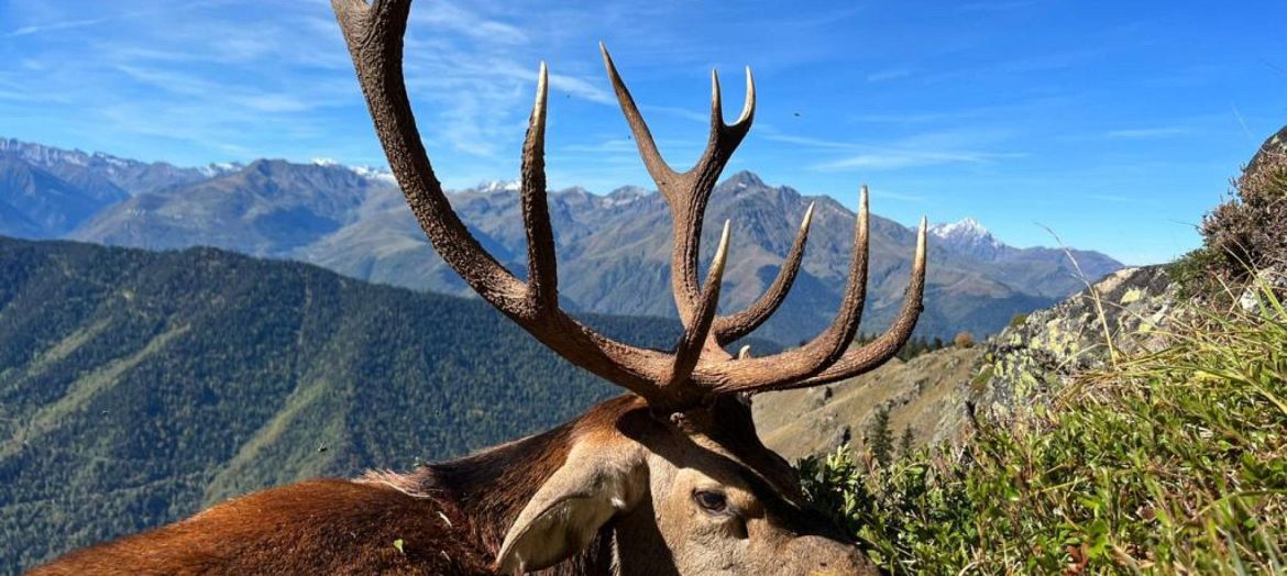 Red stags in France