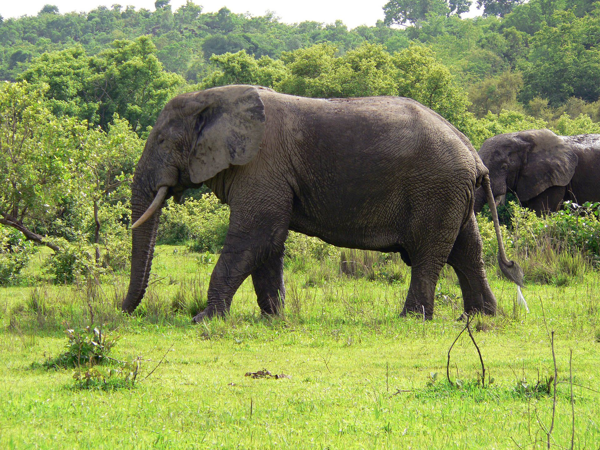 Den elefant | Læs om jagt på her