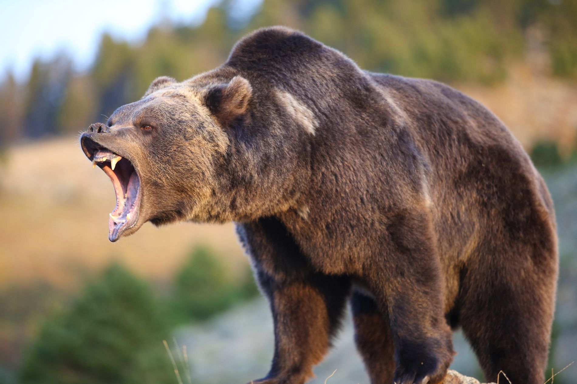 Brunbjørne og Grizzlies i Få info om jagt